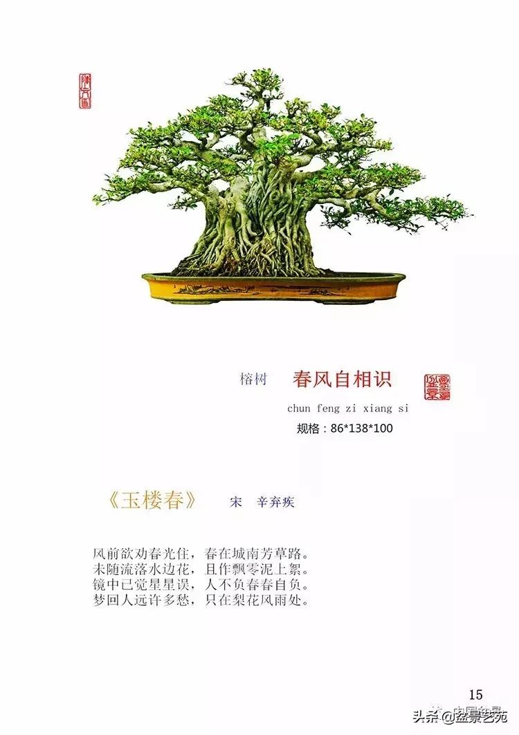 陈文图榕树欣赏,陈文图盆景