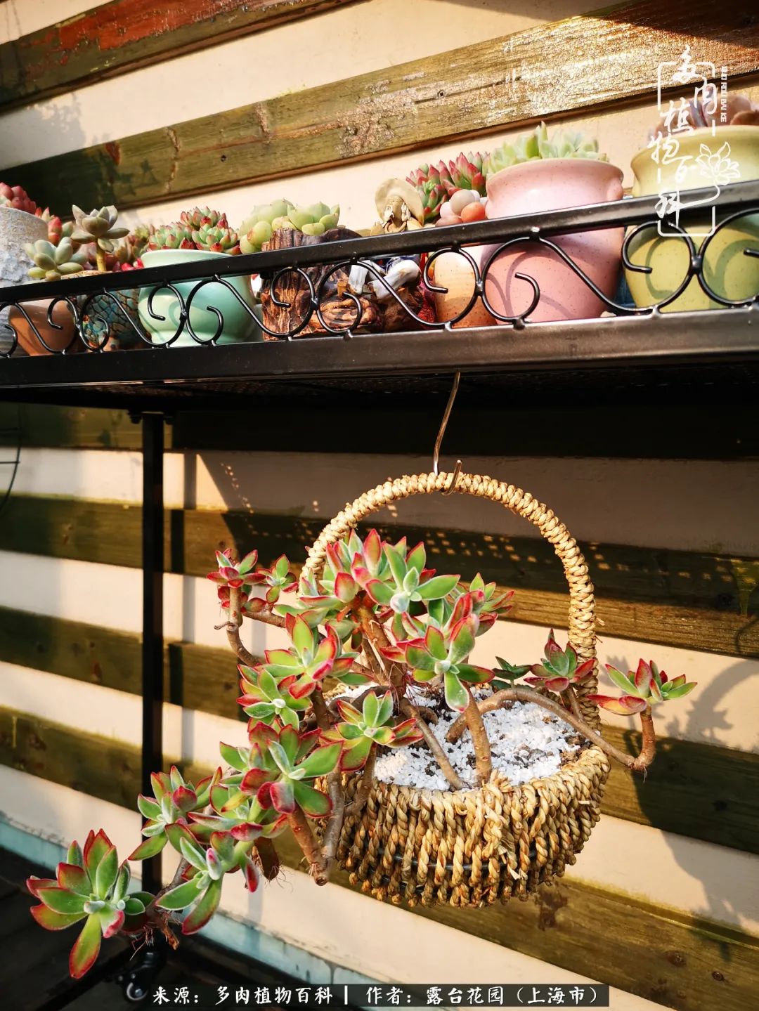 这6种多肉又粉又可爱萌翻少女心,粉粉萌萌的多肉有哪些