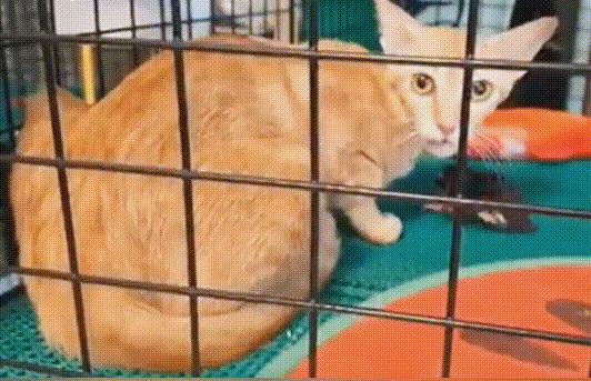 流浪猫生下小猫不见了,流浪猫生孩子时被人发现