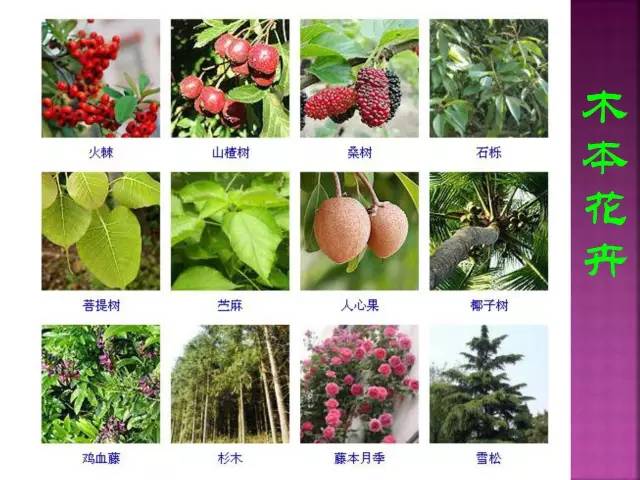 花卉大全500种观叶植物名称,1332种常见花卉植物图谱