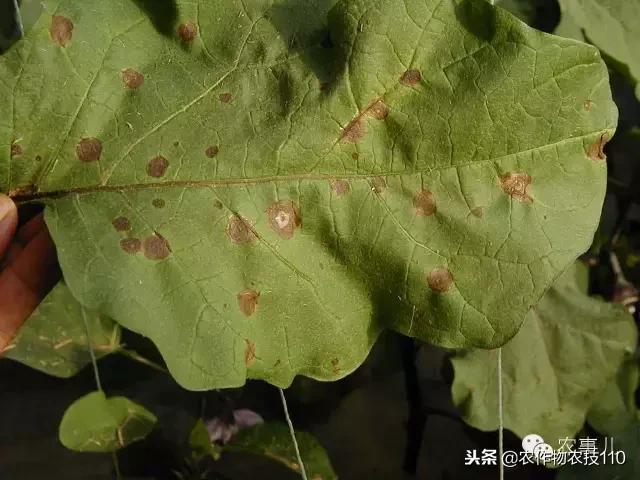 种茄子的六个步骤简短文字,种茄子的基本知识