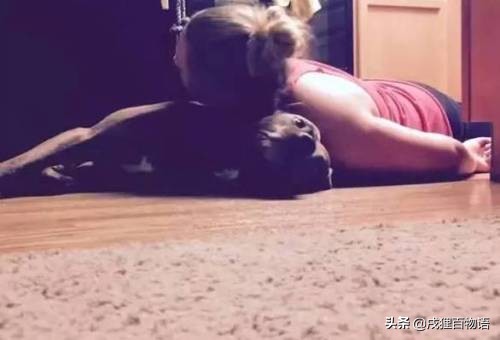 惊！狗狗真的可以“治病”，这类辅助犬做到了