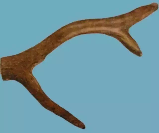 每天一味中药视频,一味鹿茸