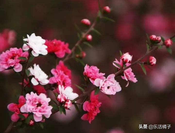 松叶红梅的养殖方法,松红梅花的养护方法