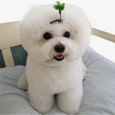 比熊犬毛发每天要怎么打理,比熊犬毛发怎么护理