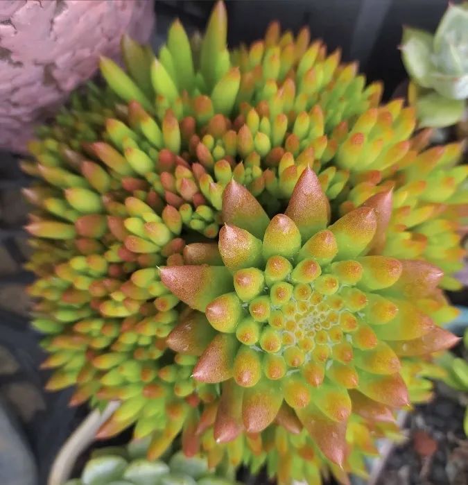 多肉开的花干了怎么救,多肉开完花要死怎么办