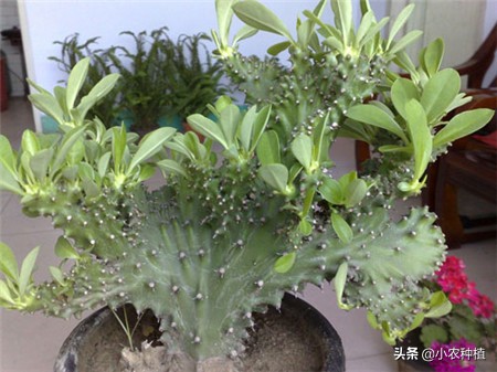 麒麟掌有毒吗,麒麟掌有没有毒性