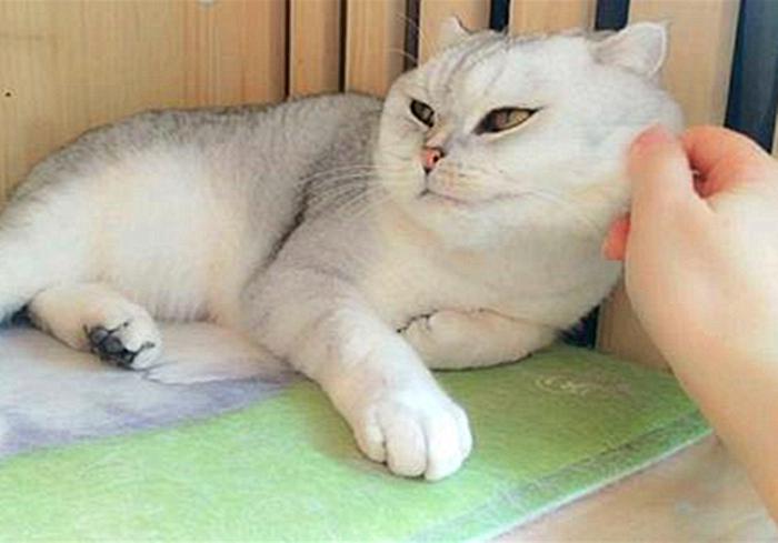 猫咪闹脾气绝非小事,轻视猫咪的情绪会有严重后果,伤猫又伤己