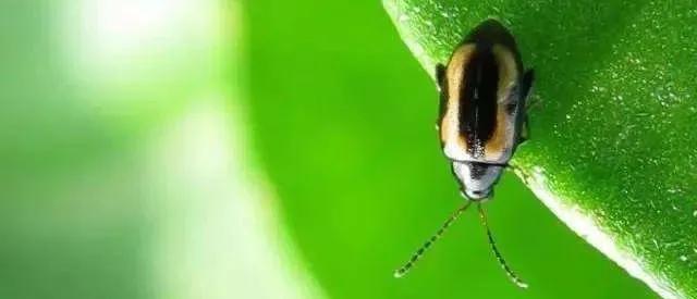 黄曲条跳甲叶菜害虫,叶菜跳甲虫用啥农药防治