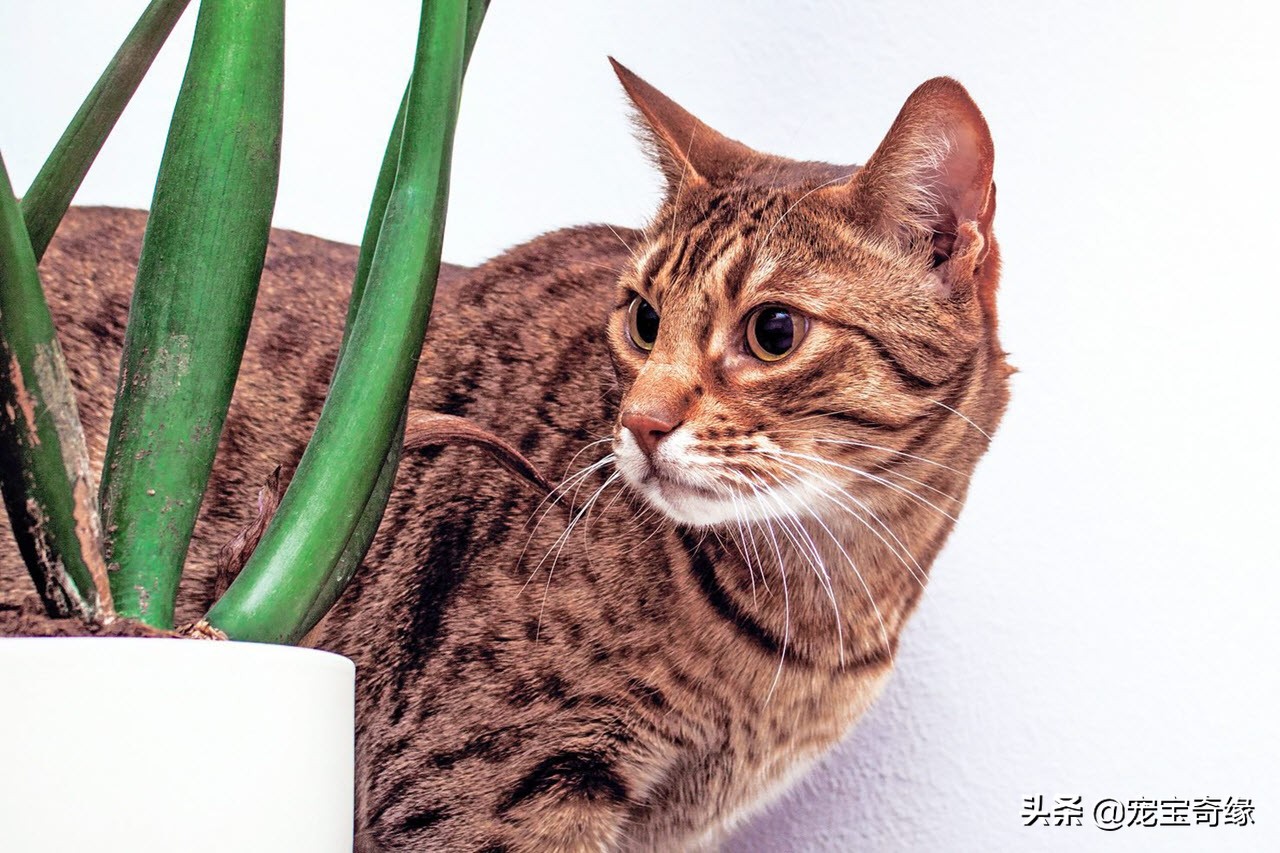 有这几个特征的猫咪真的值得养,这5种出了名的猫咪有你想养的吗