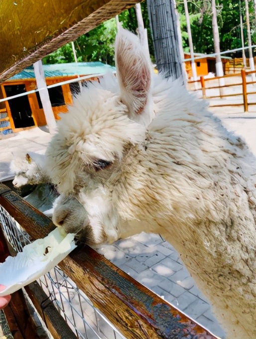 今起东北虎园大门票半价!近百种珍稀动物,带你走进现实版动物世界!