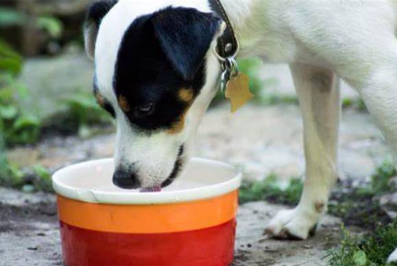 小狗尿黄有眼屎怎么降火,小狗尿尿是黄的