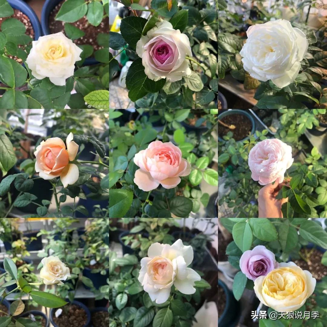 北阳台无直射光,北阳台直射光