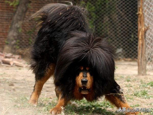 比尼熊狗狗价格,阿拉斯加狗狗价格