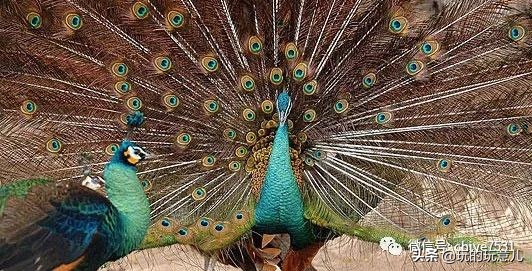 中国画孔雀名作,中国名画孔雀