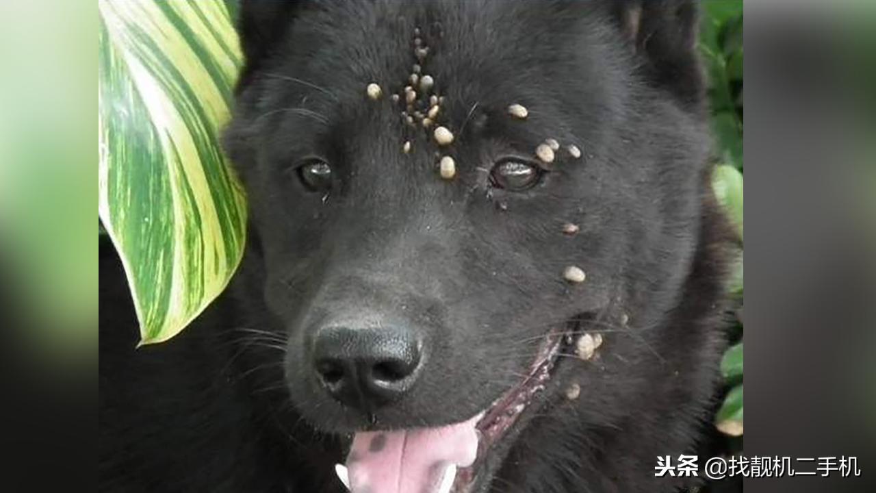 蜱虫紧咬在狗狗身上,到底怎样才能取出来?