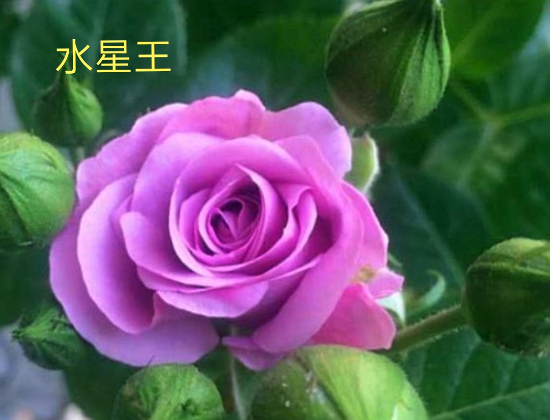 阳台系列月季品种大全,微型月季藤本月季