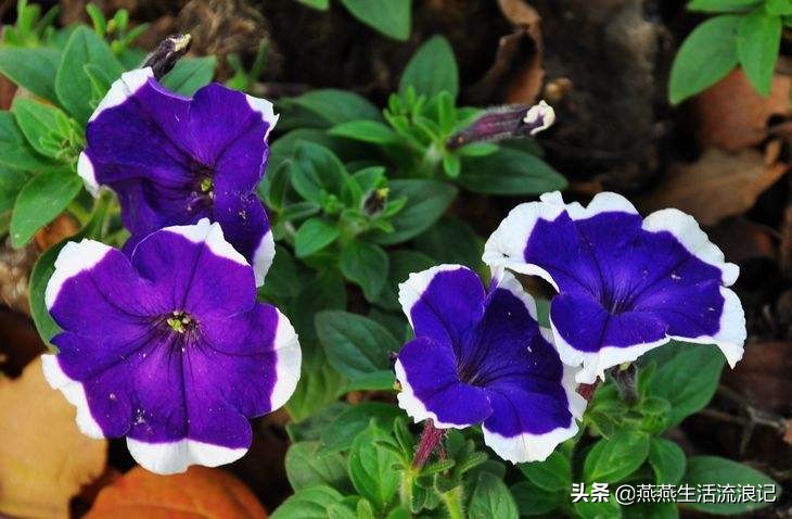养花常识富贵竹,牵牛花的养花小技巧