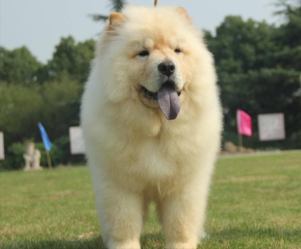 常见的20种狗狗,带大家认识不一样的狗狗