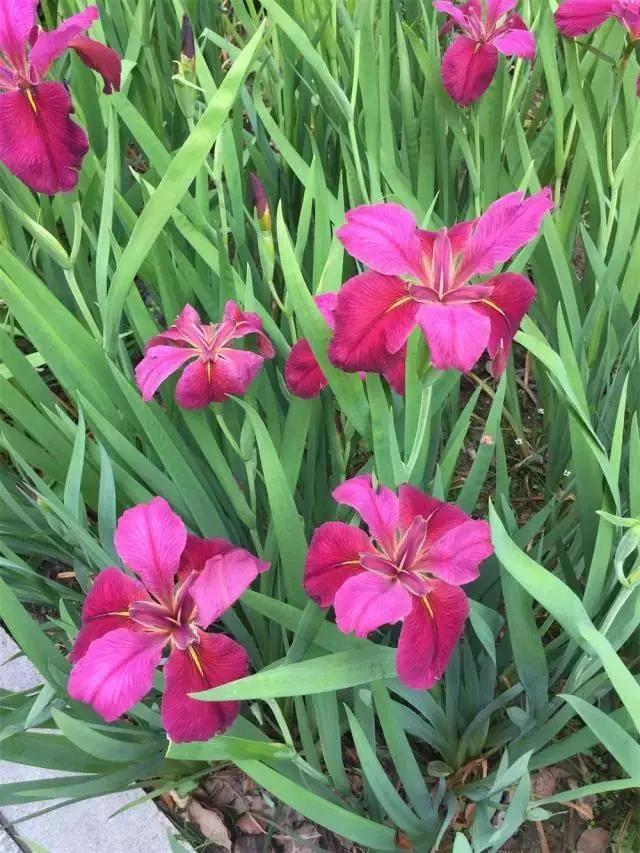 美美美！余杭七大花海组团来袭，遍地繁花好似人间仙境