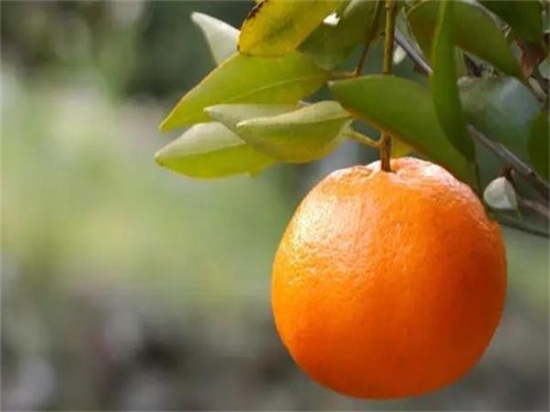 耙耙柑日本培育的吗,耙耙柑是凉性还是热性