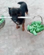 开心一刻gif下雨天,搞笑gif笑到肚子疼意外瞬间特辑