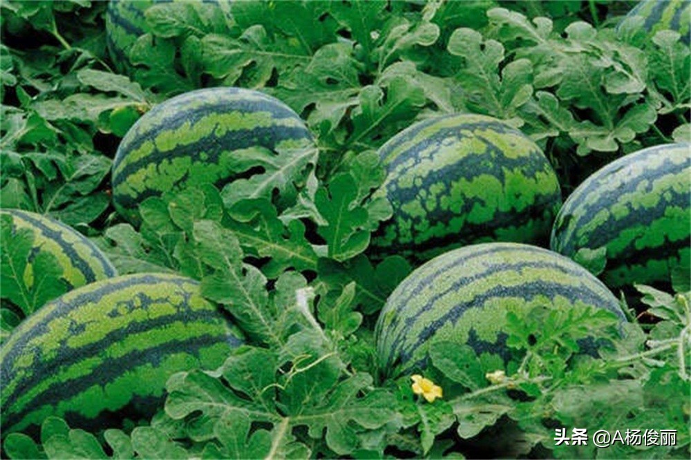 唐三镜酿酒小型设备,唐三镜西瓜酒的制作方法