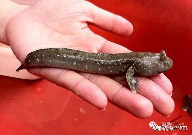 全世界顶级的4种海鲜,世界十大名贵海鲜