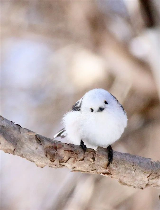 因为太萌差点成为“国鸟”的小肥啾:美丽在可爱面前一无是处