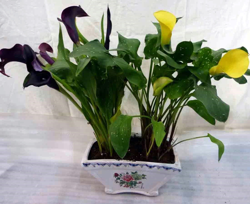 马蹄莲的正确养护方式,马蹄莲的养护注意事项和禁忌