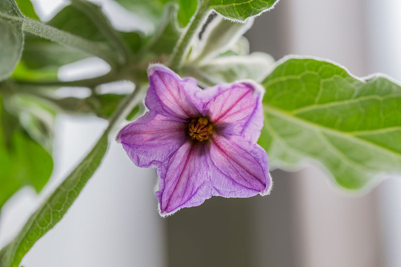 茄子花小什么原因,茄子坐果期怎么管理