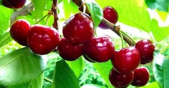 各种水果吃法时间表,7种水果要经常给孩子吃