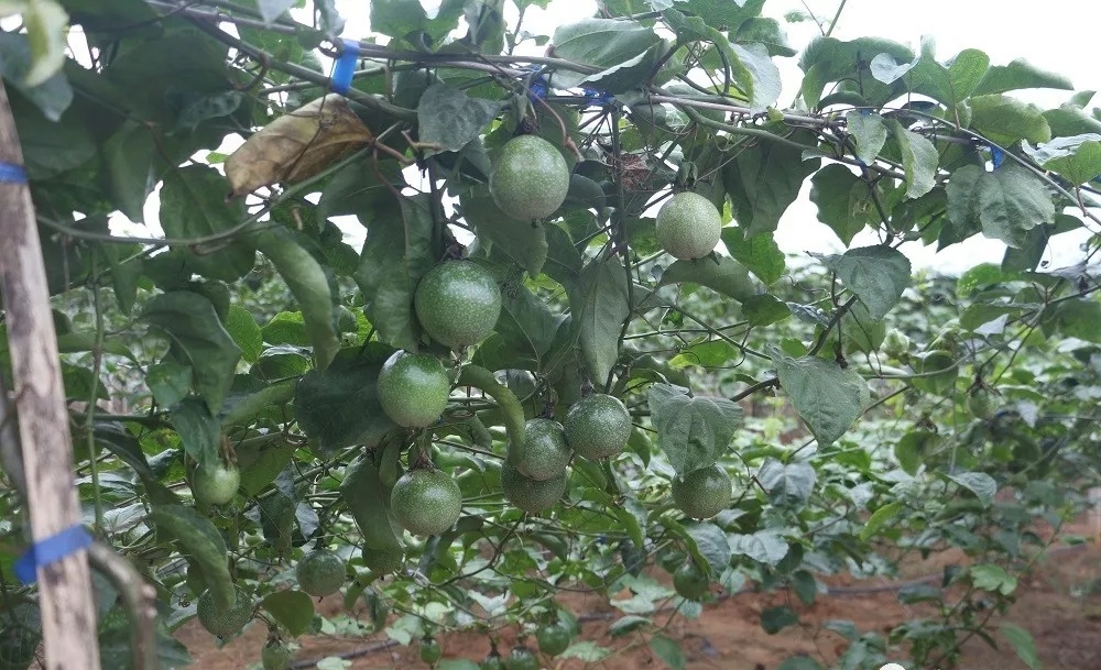 黄金百香果吃法,黄金百香果的功效与作用