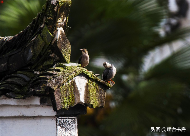 品读诗词苏轼,让人沉醉的诗句苏轼水调歌头