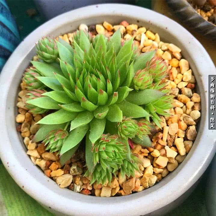 顺风不浪逆风不怂文字图片,顺风不飘逆风不怂绝境不慌