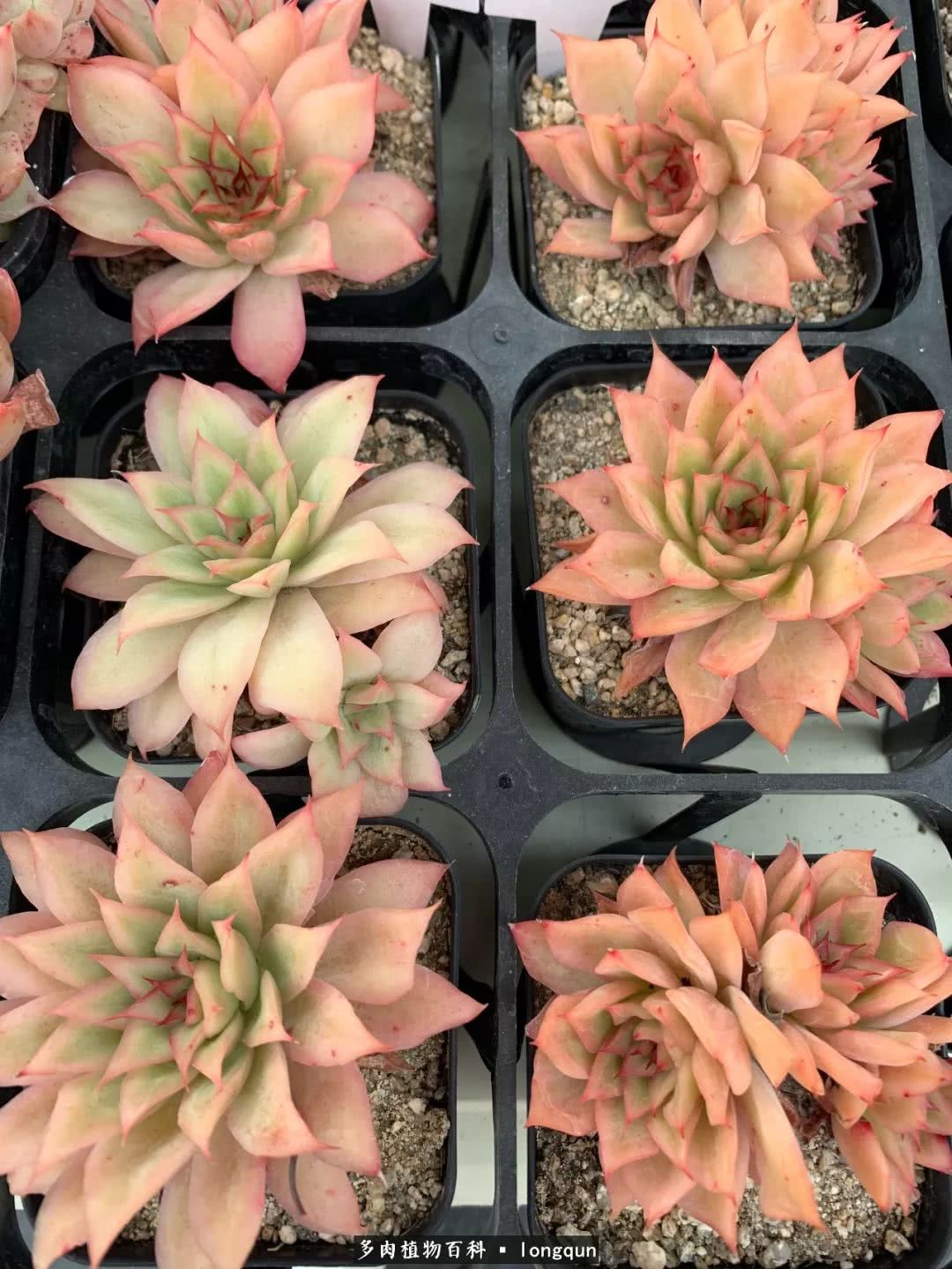 探访韩国肉锥大棚,记一次走访纪录片