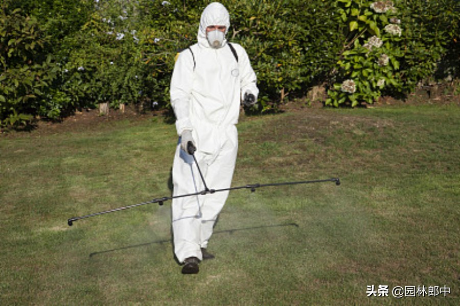 草坪春季除草,春天怎么打理草坪