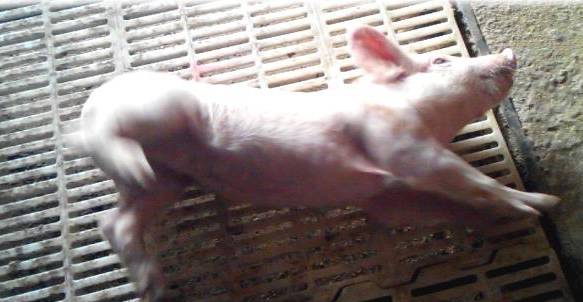 猪呕吐原因及治疗,猪呕吐怎么回事怎么治疗