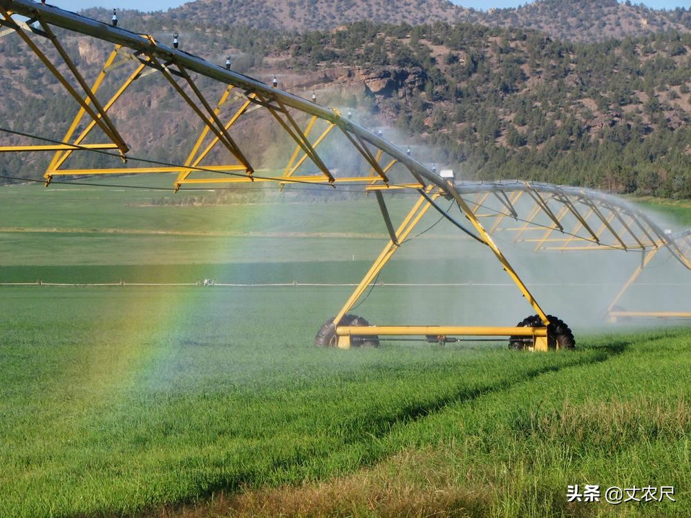 猪吃饱了，人饿咋办？“大米喂猪”引热议，联合国：超20国缺粮