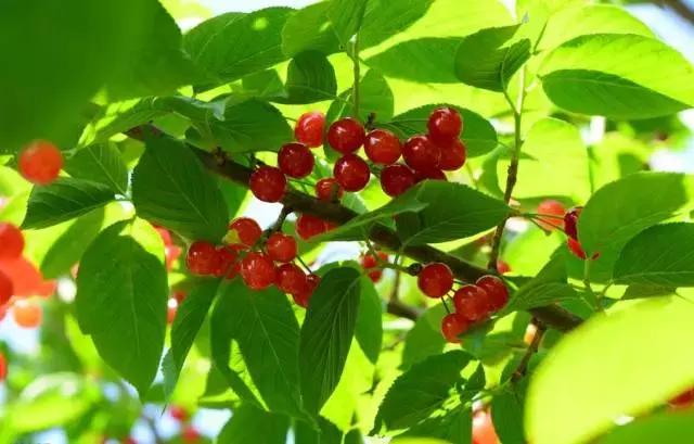 重庆周边摘樱桃,重庆北碚摘樱桃的地方