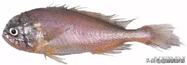 曾是四大海产之一，靠叫声互相识别，却被人类用噪声团灭