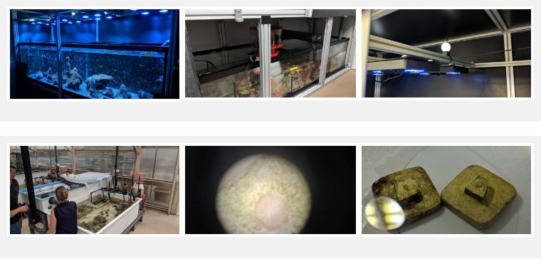 人工圈养珊瑚首次产卵，美国佛罗里达州柱状珊瑚的最后一丝希望