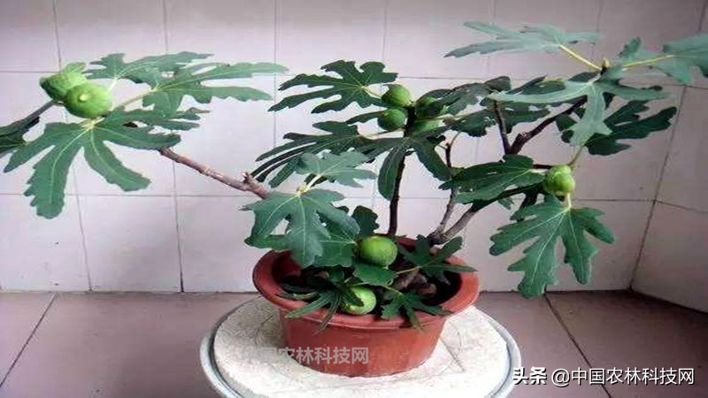 无花果盆栽果子长大了不长叶子,无花果盆栽种植的正确方法