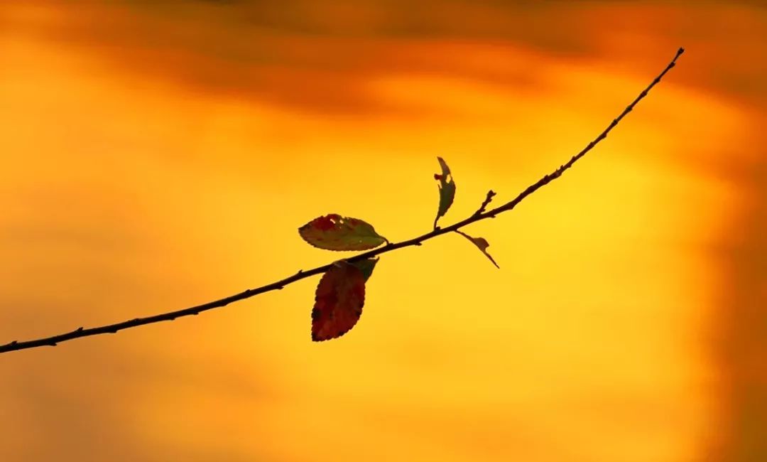 国医大师裘沛然是哪里人,裘沛然国医大师医案