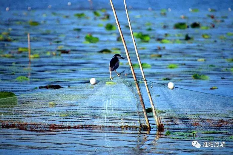 第二届荷花杯全国业余围棋公开赛,第二届明仕杯全国业余围棋比赛