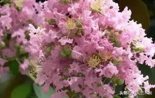 全国56市市花太美了的视频,中国56市市花图片