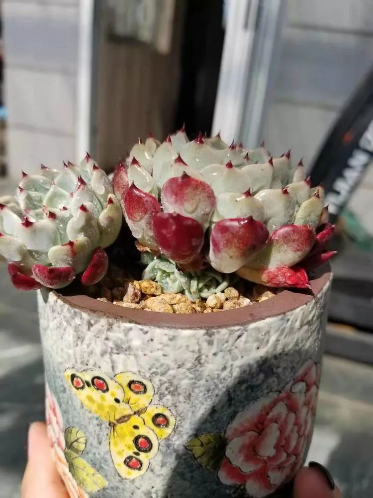 爱机车,爱多肉,宝妈花姐的诗和远方