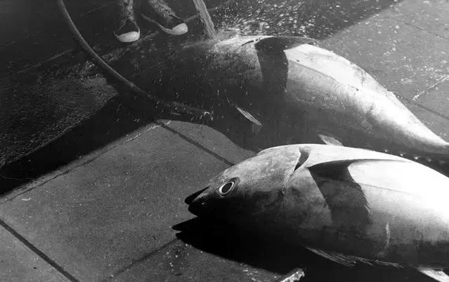 钓鱼的方法可以一秒钓到鱼,钓鱼变成荒野求生