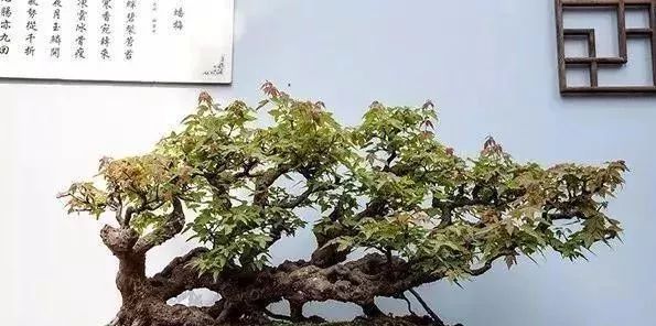 古朴自然盆景欣赏,造型极美的盆景一起来欣赏