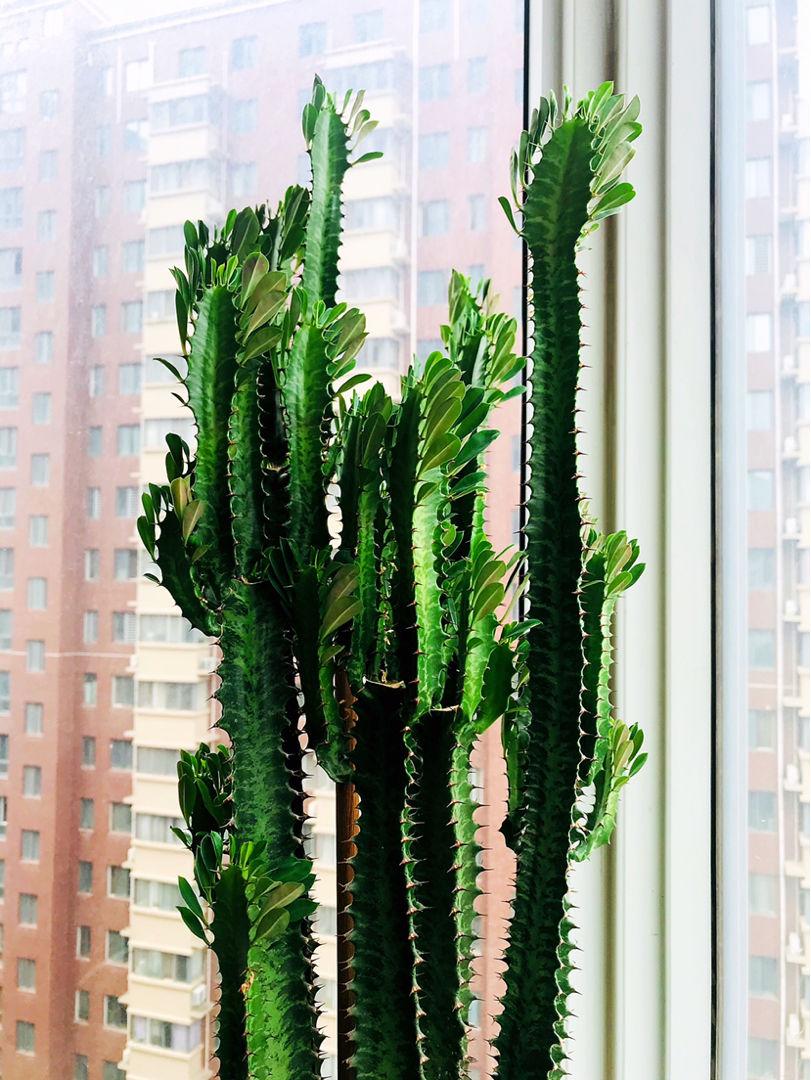 客厅最旺三种树好养,客厅最容易养的树